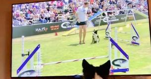A Border Collie Watches Herself Triumph In A Competition
