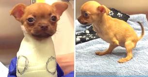 Un chihuahuahua a qui il manque les pattes avant a été abandonné par son propriétaire et cherche un foyer aimant où passer le reste de sa vie