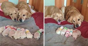 Due Golden Retriever sorvegliano i loro deliziosi cuccioli appena nati