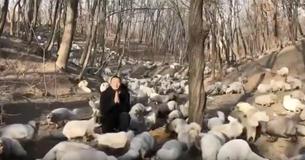 174 Foxes Are Rescued From Fur Farm And Given New Chance At Life At A Buddhist Monastery.