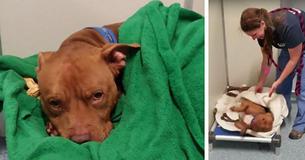 Niedlicher Pitt Bull mit schwieriger Vergangenheit möchte im Tierheim jede Nacht in eine Decke eingewickelt werden