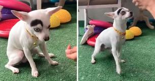 Lucky The Adorable Dog Wins Over The World With His Unusual Markings