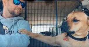 Hund aus Tierheim weigert sich auf Autofahrt den Arm seines neuen Besitzers loszulassen