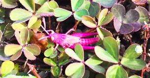 Woman Takes Picture Of Extremely Rare Pink Grasshopper While Gardening