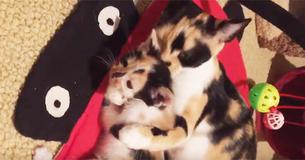 Cat Saved From The Streets, Refuses To Leave Her Kitten Who Looks Exactly Like Her