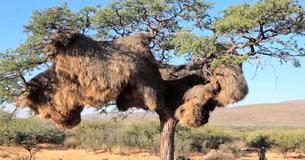 Couple Photographed Huge Birds’ Nests That Hold Up To 500 Animals At Once