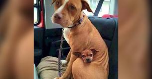Ce  Pit Bull ne veut pas quitter le refuge sans son petit ami