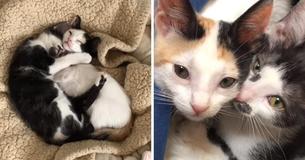 Black And White Kitten Takes Adopted Calico Under Her Wing At Foster Home So She Won't Be Alone Anymore