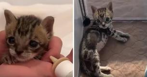 Five Kittens Saved From Storm Drain — One Is Half The Size Of His Siblings But Won't Give Up