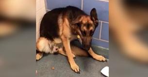 Une famille abandonne un chien loyal au refuge parce qu'elle s'attend à avoir un bébé