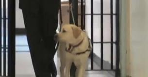 Man Visits Prison With Service Dog - Suddenly The Dog Runs Towards An Inmate