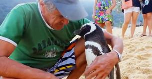 Un pingouin parcourt plus de 8 000 km chaque année pour voir l'homme qui l'a sauvé