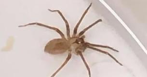 'Swooshing' In Missouri Woman's Ear Turns Out To Be Live Poisonous Spider