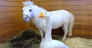 Miniature Horse And Farm Goose Seek Forever Home – Together
