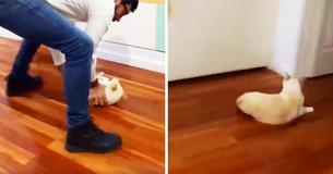 Kitty Loves Sliding Across The Floor And Its Owner Is Happy To Oblige In An Adorable Home Video