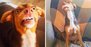 Grandmother Misplaces Her Dentures, Finally Finds Them In Granddaughter's Dog's Mouth
