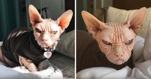 Dürfen wir vorstellen: Loki, eine Katze, die sogar noch griesgrämiger als Grumpy Cat aussieht