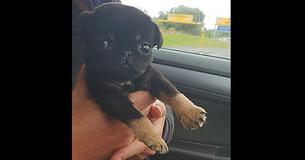 Une femme entend un chiot gémir pour demander de l'aide alors qu'il est enfermé dans un sac en plastique