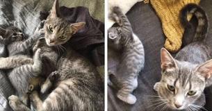After She Was Rescued from the Streets Cat Hovers Over Her Only Kitten Everywhere He Goes