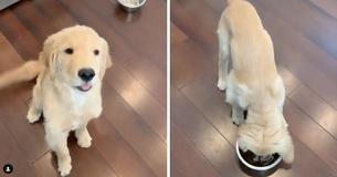 A Golden Retriever Puppy Called Mango Eats So Fast That Owners Named Him After His Favorite Thing, Food