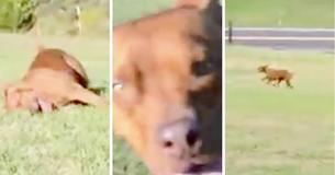 Pit Bull Gets A Real Case Of The Zoomies At His New Home
