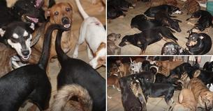 Woman Rescued 97 Stray Dogs Abandoned When Hurricane Dorian Hit
