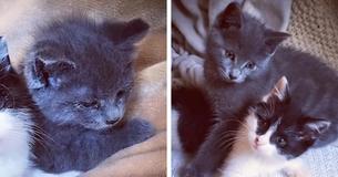 Kittens Rescued At The Same Time Were Destined To Meet In Shelter