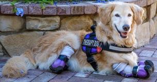 Golden Retriever Who Lost All Of Her Legs Is Able To Walk Again And Becomes Therapy Dog Helping Others