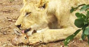 Un leone mostra un'insolita tenerezza verso un'antilope appena nata