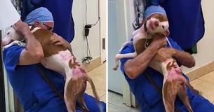 Après avoir survécu à  un feu de forêt, le chien  retrouve le vétérinaire qui lui a donné une seconde chance de vivre