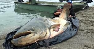 Un pêcheur détient le record de prises d'un poisson-chat de 9 pieds de longueur