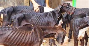 13 ausgehungerte Deutsche Doggen von verlassener Zuchtfarm gerettet