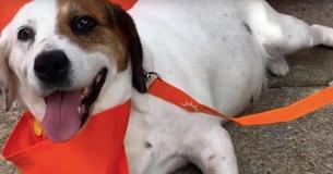 Dog Saved One Day Before She Was Scheduled To Be Euthanized Now Has Home In Senior Living Center