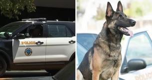 Ein Polizeihund stirbt, nachdem er in einem heißen Streifenwagen in Kalifornien zurückgelassen wurde