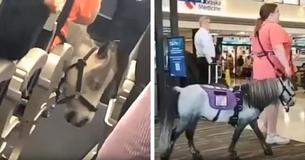 Woman Was Seen With Emotional Support Horse On A Plane