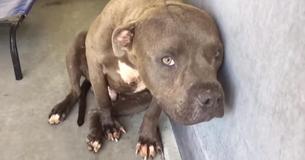 Un pitbull sauvé d'un ring de combats de chiens reçoit de l'amour pour la première fois