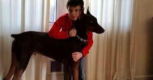 10-Year-Old Boy Sells His Toys To Pay For Treatment For Beloved Service Dog Who Fell Ill