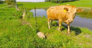 Anxious Cow Begs Man To Rescue Her Newborn Calf
