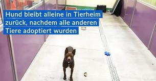 Zwei Jahre alter Pitbull und "Traumhund" ist letztes Tier in Tierheim, nachdem alle anderen Tiere adoptiert wurden