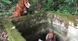 Loyal Dog Guards Trapped Friend For A Week Until She Locates Humans To Free Her