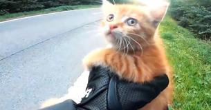 Motorcyclist And Driver Act Fast To Rescue Scared Kitten From The Middle Of A Road In Belgium