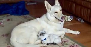 Cute Baby Goat Thinks German Shepherd Is His Mama, Dog Decides To Go Along With It
