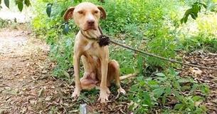 Pitbull Got Tied To A Tree, Left To Die – Yet She Never Stopped Guarding Her Precious Secret
