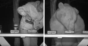 Bears Kept Stealing Honey From A Man’s Bee Farm In Turkey, So He Turned Them Into Samplers
