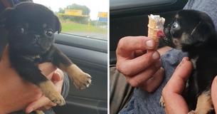 piepkleine puppy gevonden en gered nadat hij was gedumpt.