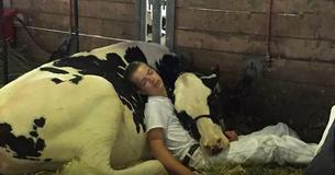 Un ragazzino e la sua mucca non vincono la gara alla fiera, quindi si fanno un pisolino insieme e ottengono invece milioni di cuori