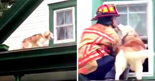 Alaskan Husky Kisses Firefighter For Saving Him From Roof