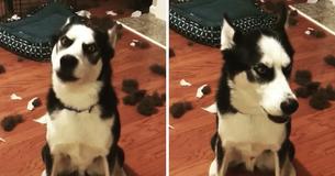 Husky Gets Scolded By Owner For Eating His Bed, Throws Tantrum To Shut Her Up