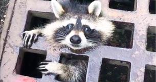 Firefighters Rescue A Raccoon Hanging From A Storm Drain By Its Neck