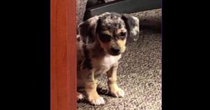 Puppy Rescued From A Flooded Car And Police Officer Names Her 'Dorian'